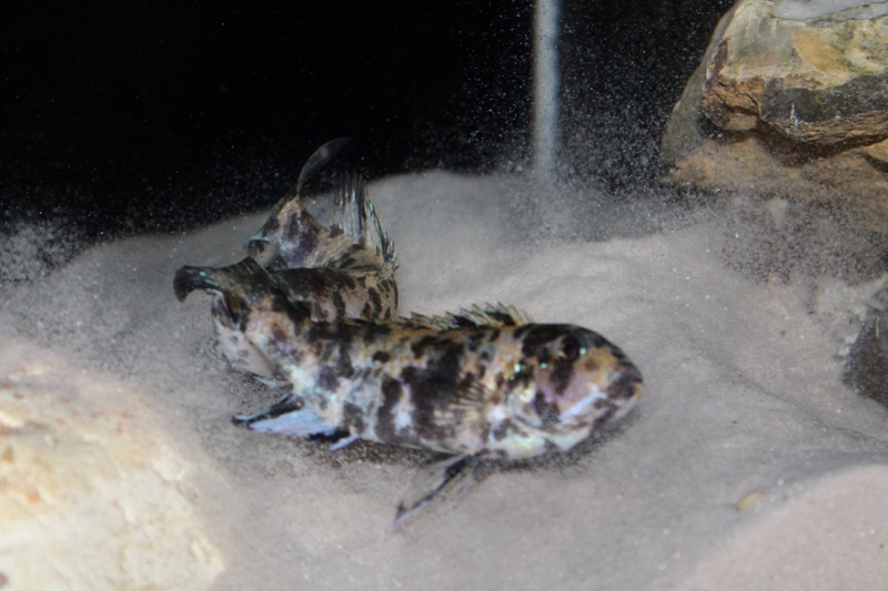 Genyochromis mento 'Lutara Reef (Cove Mountain)'